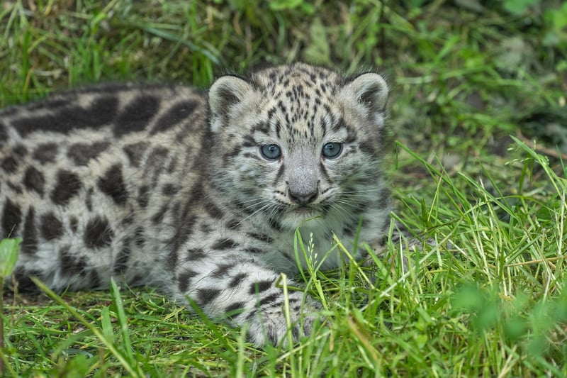 Exotic Wildlife